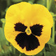 Віола Delta® F1 Yellow with Blotch, 100 шт, Syngenta