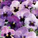 Виола Delta® F1 Purple Surprise