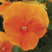 Виола Delta® F1 Pure Orange