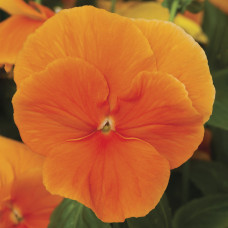 Виола Delta® F1 Pure Orange