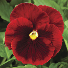 Виола Delta® F1 Red with Blotch
