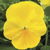 Виола Delta® F1 Pure Lemon