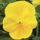 Виола Delta® F1 Pure Lemon