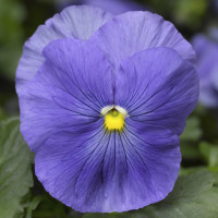 Віола Delta® F1 True Blue, 100 шт, Syngenta
