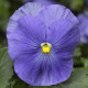Віола Delta® F1 True Blue, 100 шт, Syngenta