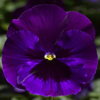 Виола Delta® F1 Neon Violet