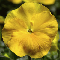 Віола Delta® F1 Yellow, 25 шт, Syngenta