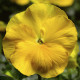 Виола Delta® F1 Yellow