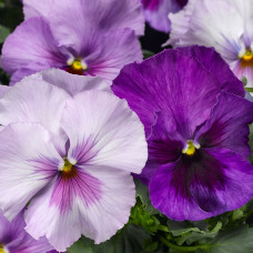 Виола Delta® F1 Lavender Shades