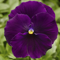 Виола Delta® F1 Pure Violet 