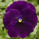 Виола Delta® F1 Pure Violet