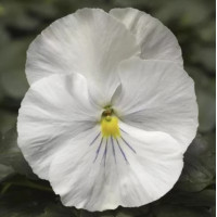 Віола Delta® F1 Speedy White, 100 шт, Syngenta
