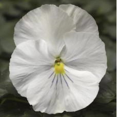 Віола Delta® F1 Speedy White, 25 шт, Syngenta