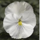 Віола Delta® F1 Speedy White, 100 шт, Syngenta