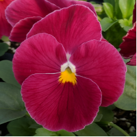 Виола Delta® F1 Pure Rose