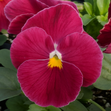 Віола Delta® F1 Pure Rose, 25 шт, Syngenta