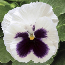 Виола Delta® F1 White with Blotch