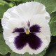 Виола Delta® F1 White with Blotch