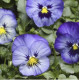 Віола Delta® F1 Speedy Frost, 100 шт, Syngenta