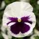 Виола Delta® F1 Speedy White with Blotch