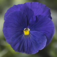 Віола Delta Pro F1 Clear True Blue, 100 шт, Syngenta