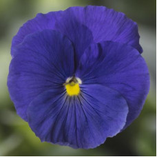 Віола Delta Pro F1 Clear True Blue, 25 шт, Syngenta