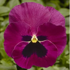 Віола Delta Pro F1 Rose with Blotch, 25 шт, Syngenta