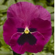 Віола Delta Pro F1 Rose with Blotch, 500 шт, Syngenta