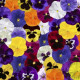 Віола Delta Pro F1 All Colors Mix, 25 шт, Syngenta