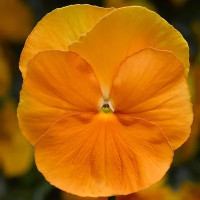 Віола Delta Pro F1 Clear Orange, 100 шт, Syngenta