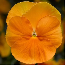 Віола Delta Pro F1 Clear Orange, 25 шт, Syngenta
