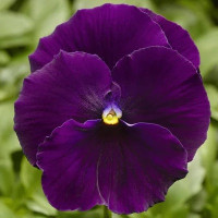 Виола Delta Pro F1 Clear Violet