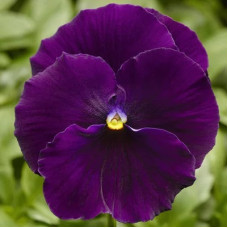Виола Delta Pro F1 Clear Violet