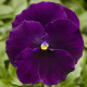 Виола Delta Pro F1 Clear Violet