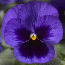 Віола Delta Pro F1 Deep Blue with Blotch, 25 шт, Syngenta