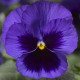 Віола Delta Pro F1 Deep Blue with Blotch, 25 шт, Syngenta