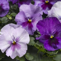 Віола Delta Pro F1 Lavender Blue Shades, 100 шт, Syngenta