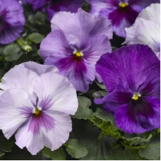 Виола Delta Pro F1 Lavender Blue Shades