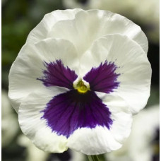 Віола Delta Pro F1 White with Blotch, 25 шт, Syngenta