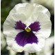 Віола Delta Pro F1 White with Blotch, 500 шт, Syngenta