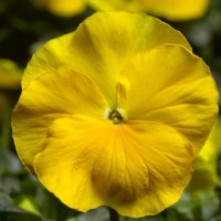 Віола Delta Pro F1 Clear Yellow, 100 шт, Syngenta