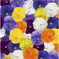 Віола Delta Pro F1 Clear Colors Mix, 25 шт, Syngenta
