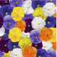 Віола Delta Pro F1 Clear Colors Mix, 25 шт, Syngenta