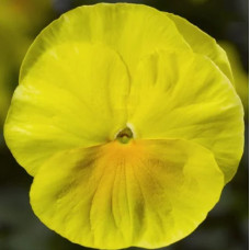 Виола Delta Pro F1 Clear Lemon