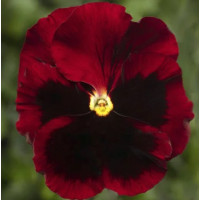 Виола Delta Pro F1 Red with Blotch