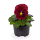 Віола Delta F1 Clear Red, 25 шт, Syngenta