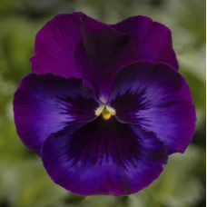 Виола Delta Pro F1 Neon Violet