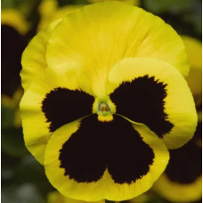 Виола Delta Pro F1 Yellow with Blotch
