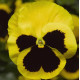 Виола Delta Pro F1 Yellow with Blotch