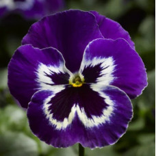 Віола Delta Pro F1 Violet & White, 25 шт, Syngenta